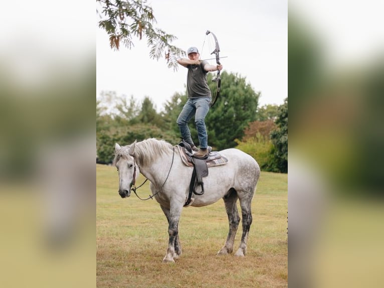 Percherón Caballo castrado 10 años 175 cm Tordo rodado in Pottstown, PA