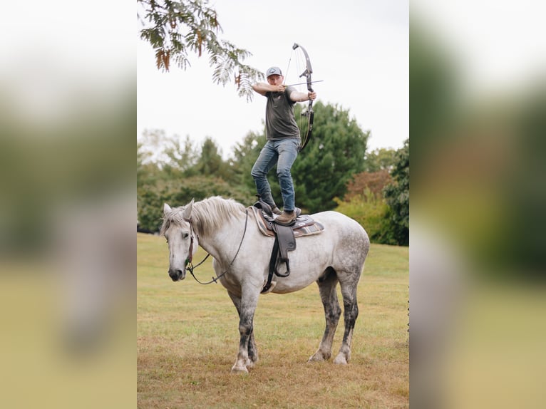 Percherón Caballo castrado 10 años 175 cm Tordo rodado in Pottstown, PA