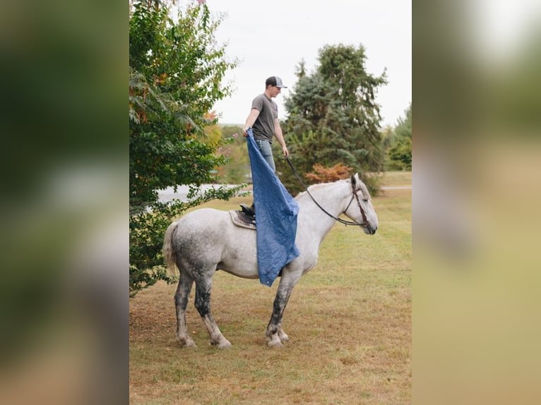 Percherón Caballo castrado 10 años 175 cm Tordo rodado in Pottstown, PA