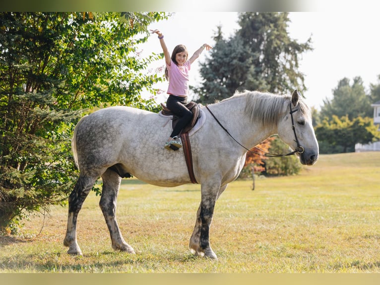 Percherón Caballo castrado 10 años 175 cm Tordo rodado in Pottstown, PA