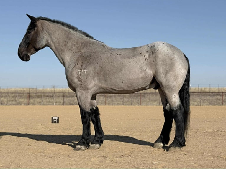 Percherón Caballo castrado 10 años 180 cm Ruano azulado in Weatherford