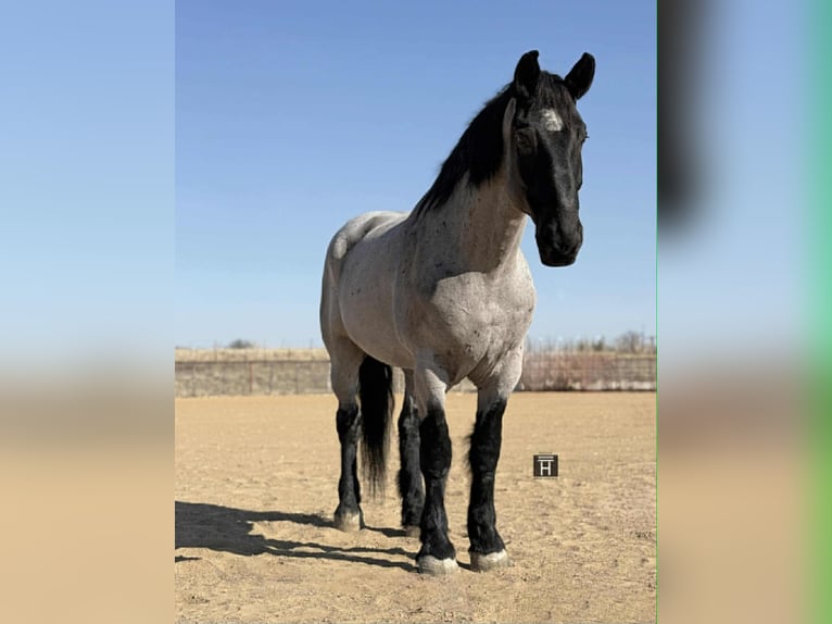 Percherón Caballo castrado 10 años 180 cm Ruano azulado in Weatherford