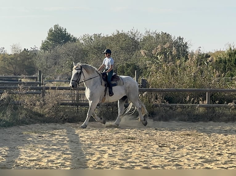 Percherón Caballo castrado 10 años 182 cm Tordo in Saintes-Maries-de-la-Mer