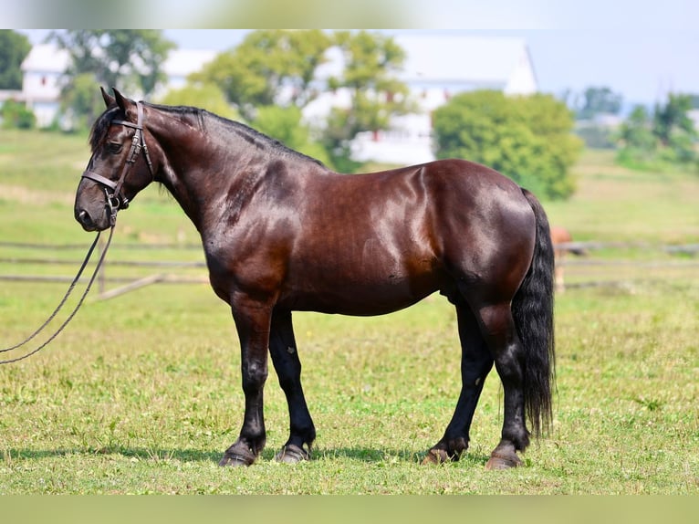 Percherón Mestizo Caballo castrado 10 años Negro in Gap