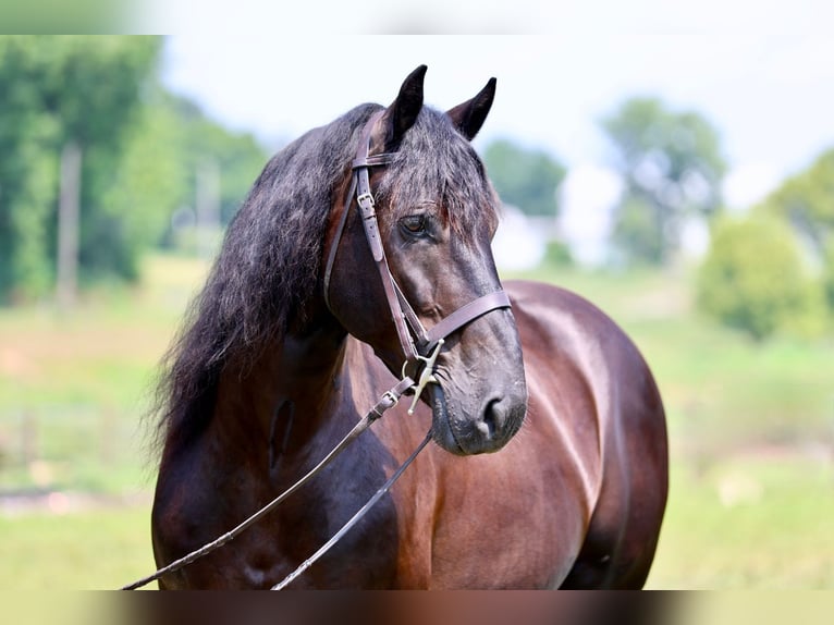 Percherón Mestizo Caballo castrado 10 años Negro in Gap