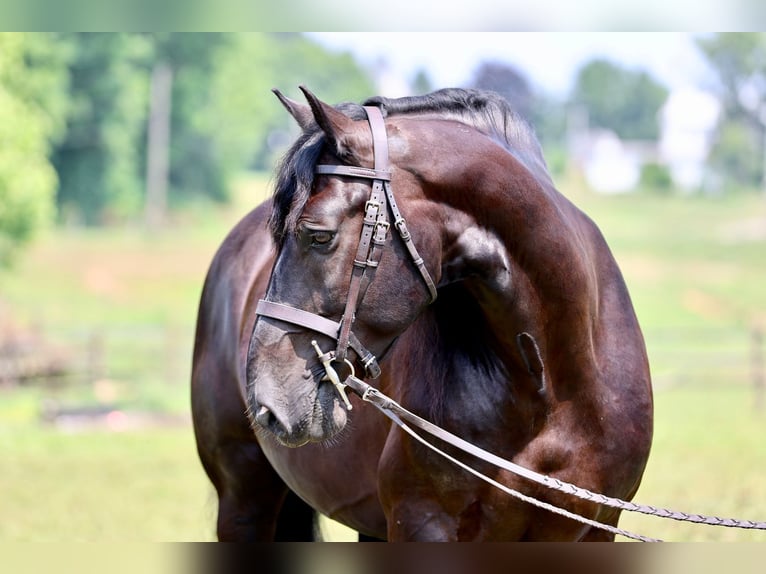 Percherón Mestizo Caballo castrado 10 años Negro in Gap