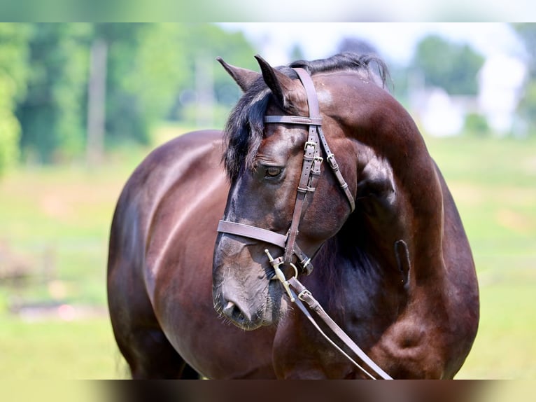 Percherón Mestizo Caballo castrado 10 años Negro in Gap