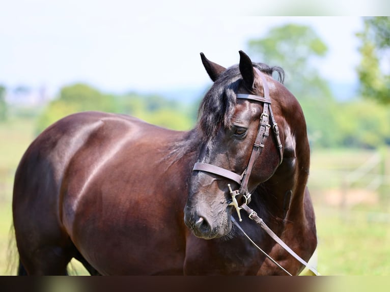 Percherón Mestizo Caballo castrado 10 años Negro in Gap