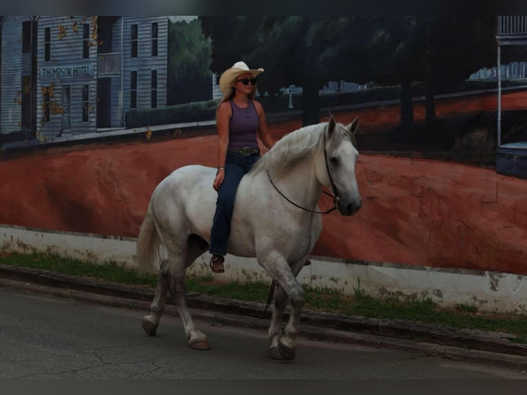 Percherón Mestizo Caballo castrado 11 años 160 cm Tordo in Quitman