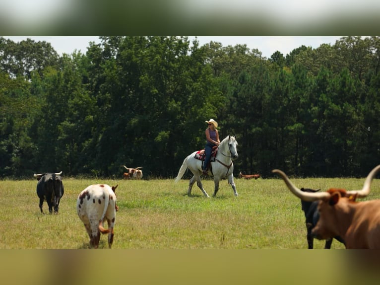 Percherón Mestizo Caballo castrado 11 años 160 cm Tordo in Quitman