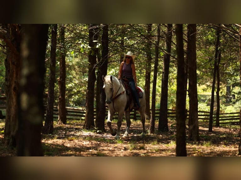 Percherón Mestizo Caballo castrado 11 años 160 cm Tordo in Quitman