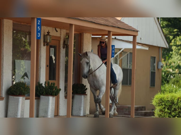 Percherón Mestizo Caballo castrado 11 años 160 cm Tordo in Quitman