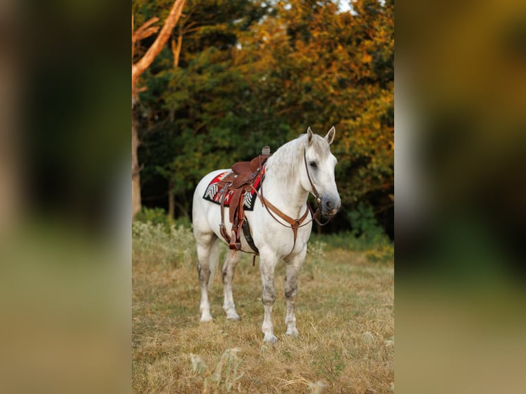 Percherón Mestizo Caballo castrado 11 años 160 cm Tordo in Quitman