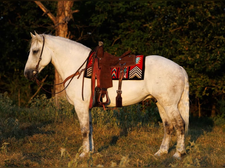 Percherón Mestizo Caballo castrado 11 años 160 cm Tordo in Quitman