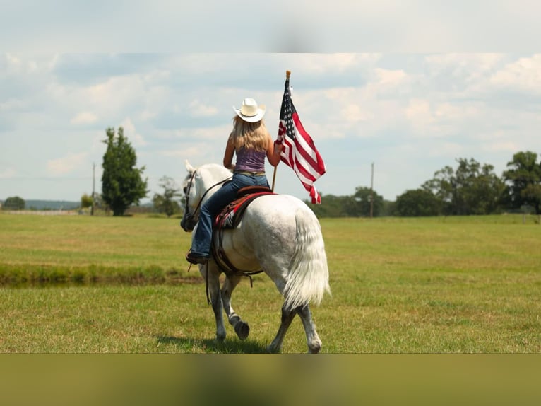 Percherón Mestizo Caballo castrado 11 años 160 cm Tordo in Quitman
