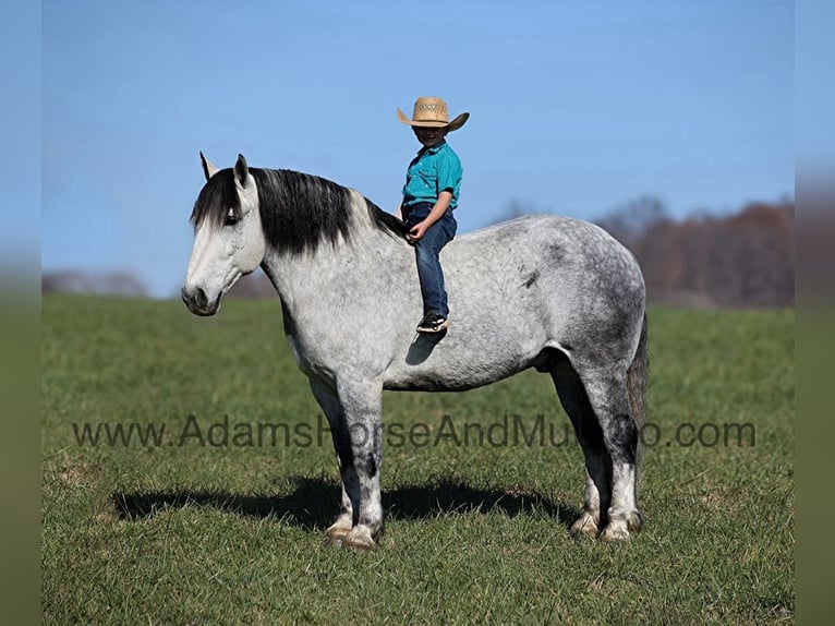 Percherón Caballo castrado 11 años 163 cm Tordo in Mount Vernon