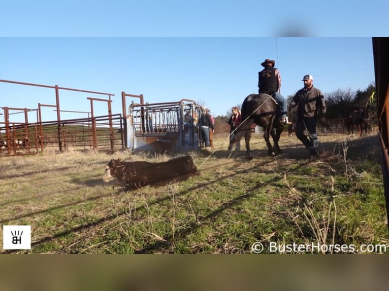 Percherón Caballo castrado 11 años 165 cm Ruano azulado in Weatherford TX