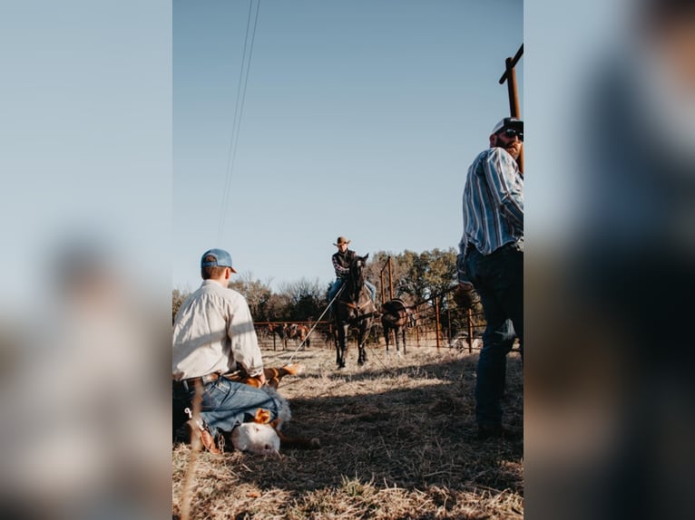 Percherón Caballo castrado 11 años 165 cm Ruano azulado in Weatherford TX