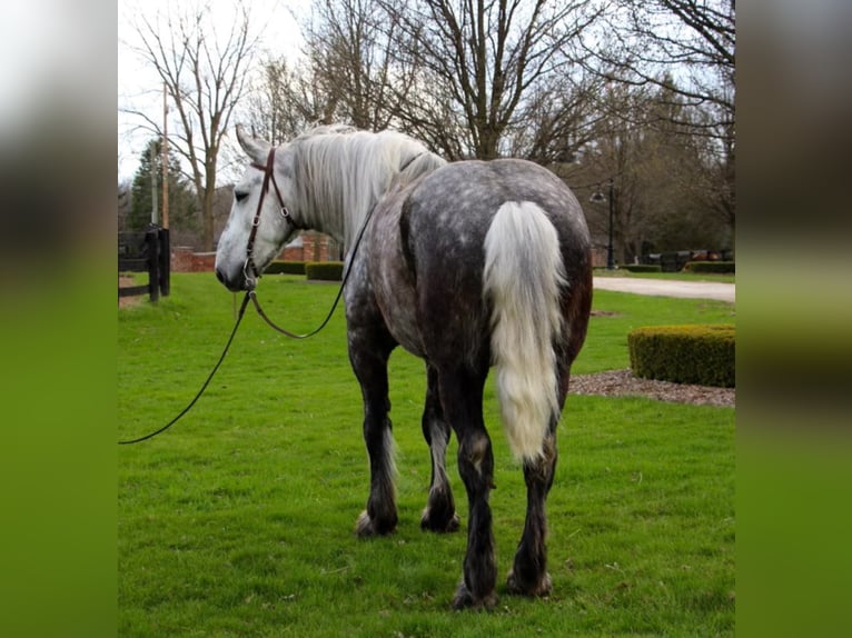 Percherón Caballo castrado 11 años 170 cm Tordo rodado in Highland Mi