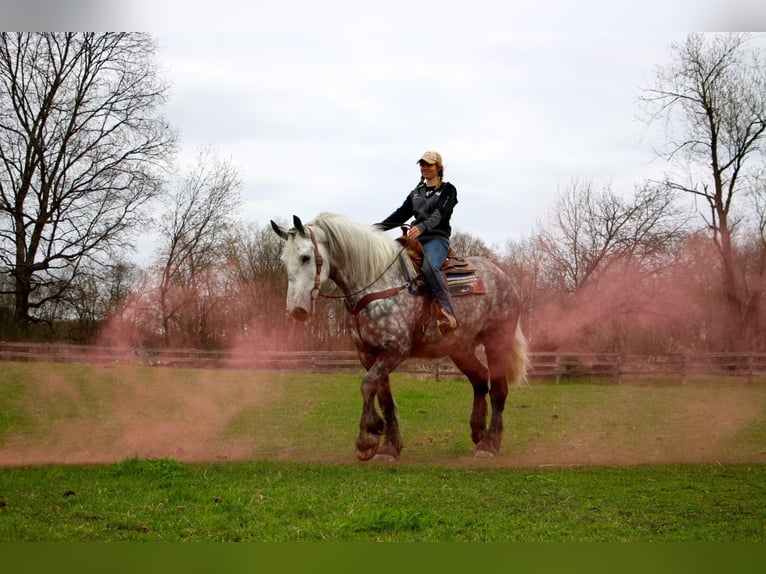 Percherón Caballo castrado 11 años 170 cm Tordo rodado in Highland Mi