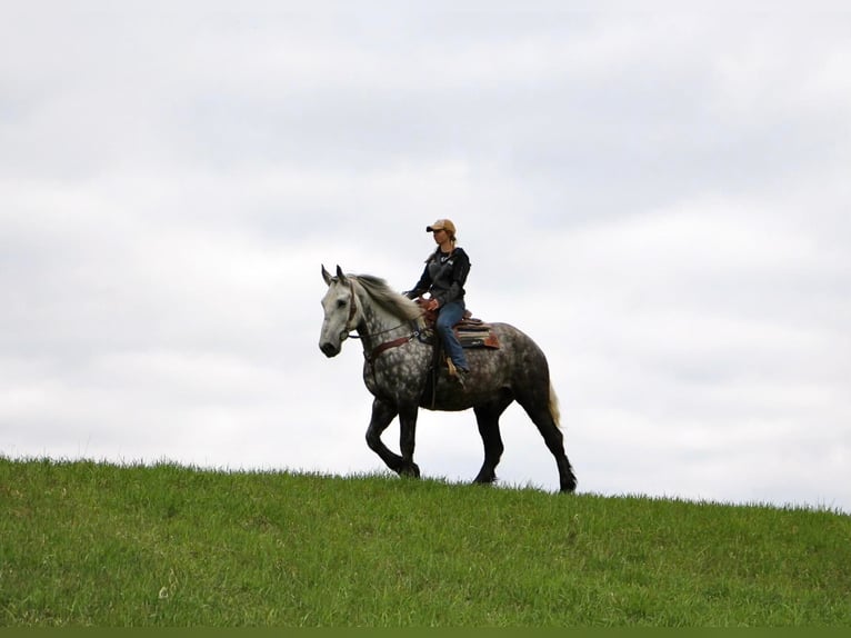 Percherón Caballo castrado 11 años 170 cm Tordo rodado in Highland Mi