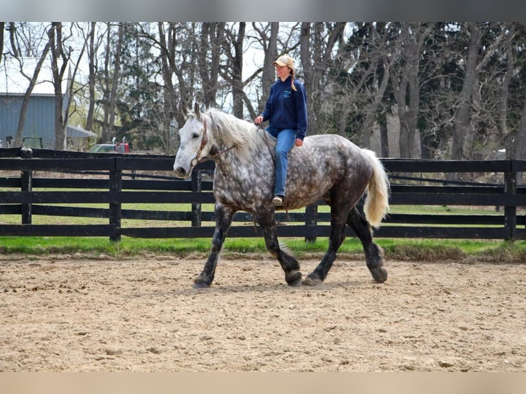 Percherón Caballo castrado 11 años 170 cm Tordo rodado in Highland Mi