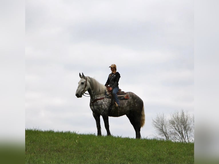 Percherón Caballo castrado 11 años 170 cm Tordo rodado in Highland Mi