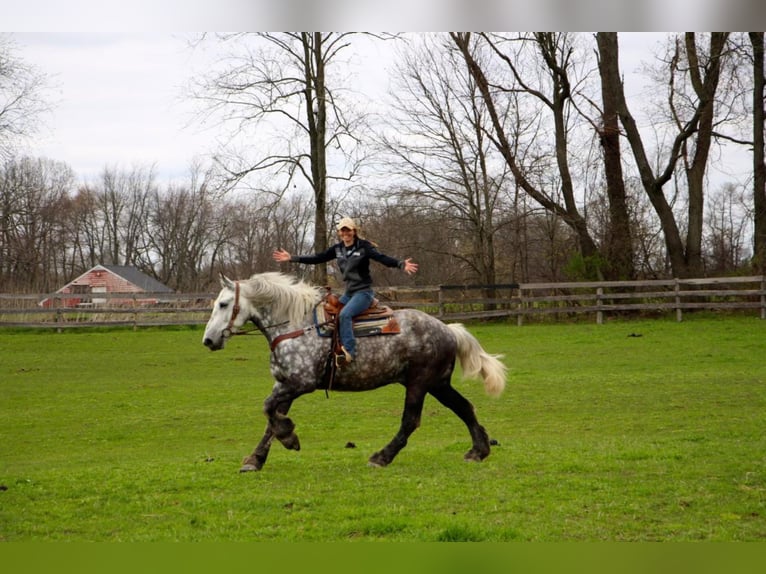 Percherón Caballo castrado 11 años 170 cm Tordo rodado in Highland Mi