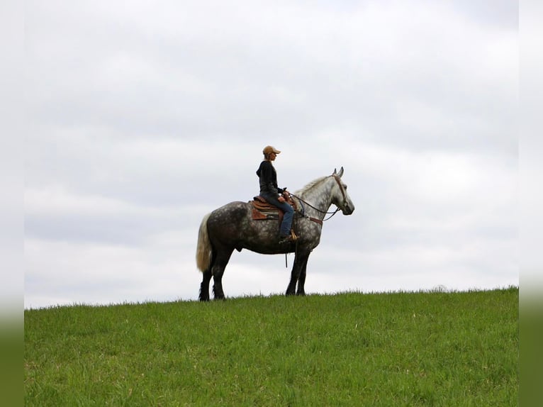 Percherón Caballo castrado 11 años 170 cm Tordo rodado in Highland Mi