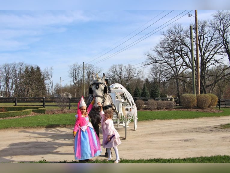 Percherón Caballo castrado 11 años 170 cm Tordo rodado in Highland Mi