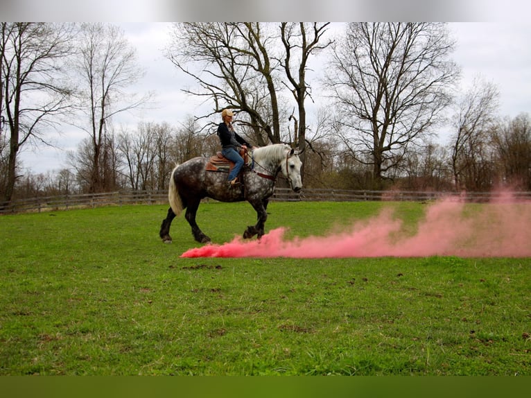 Percherón Caballo castrado 11 años 170 cm Tordo rodado in Highland Mi