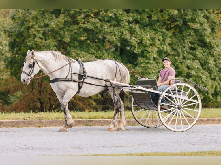 Percherón Caballo castrado 11 años 175 cm Tordo rodado in Pottstown, PA