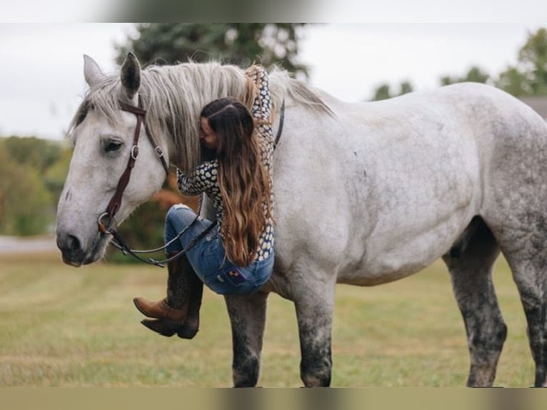 Percherón Caballo castrado 11 años 175 cm Tordo rodado in Pottstown, PA