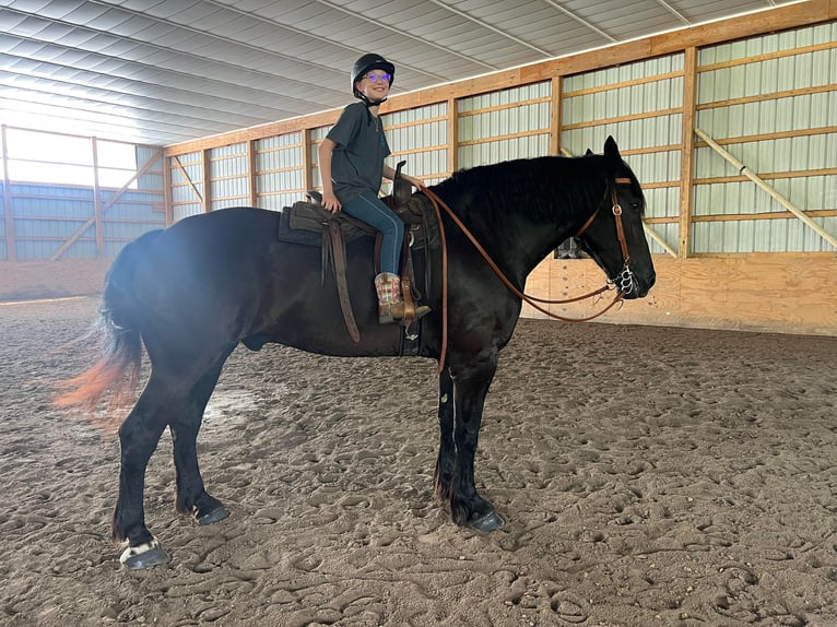 Percherón Caballo castrado 11 años 183 cm Negro in Everett PA