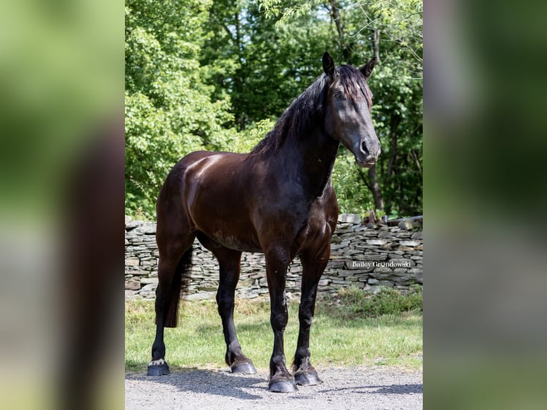 Percherón Caballo castrado 11 años 183 cm Negro in Everett PA