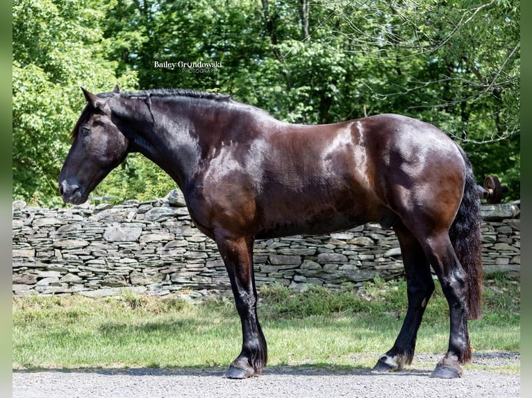 Percherón Caballo castrado 11 años 183 cm Negro in Everett PA