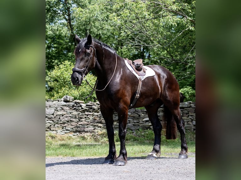 Percherón Caballo castrado 11 años 183 cm Negro in Everett PA