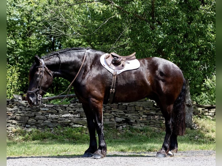 Percherón Caballo castrado 11 años 183 cm Negro in Everett PA