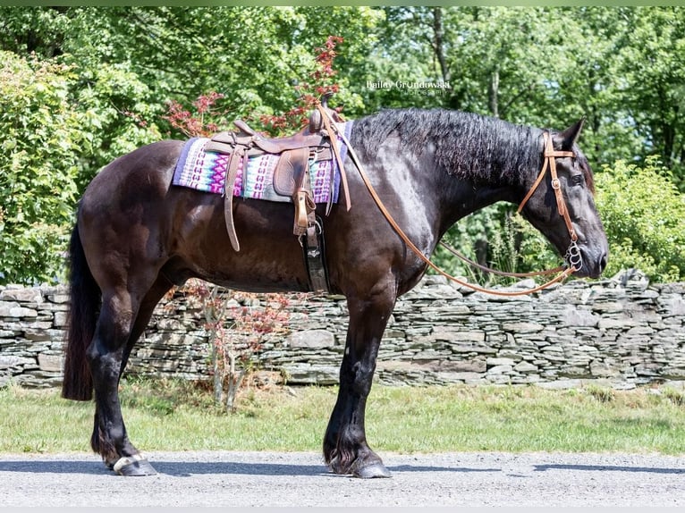 Percherón Caballo castrado 11 años 183 cm Negro in Everett PA