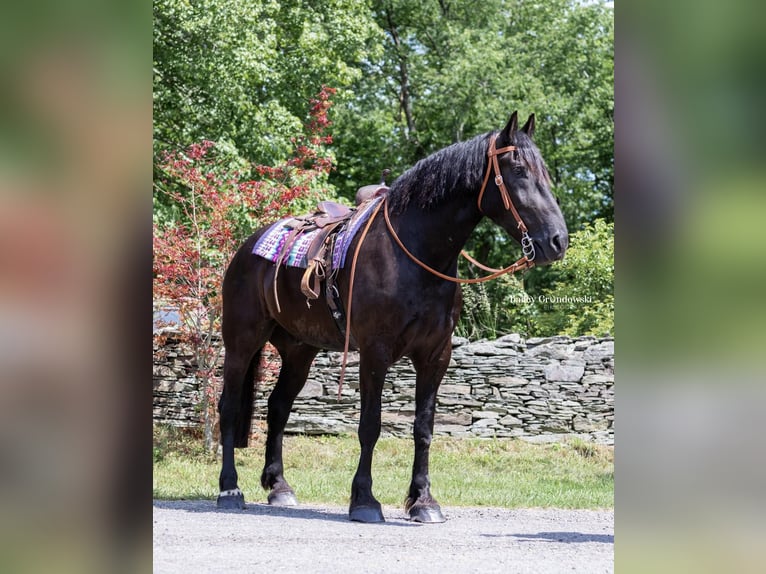 Percherón Caballo castrado 11 años 183 cm Negro in Everett PA