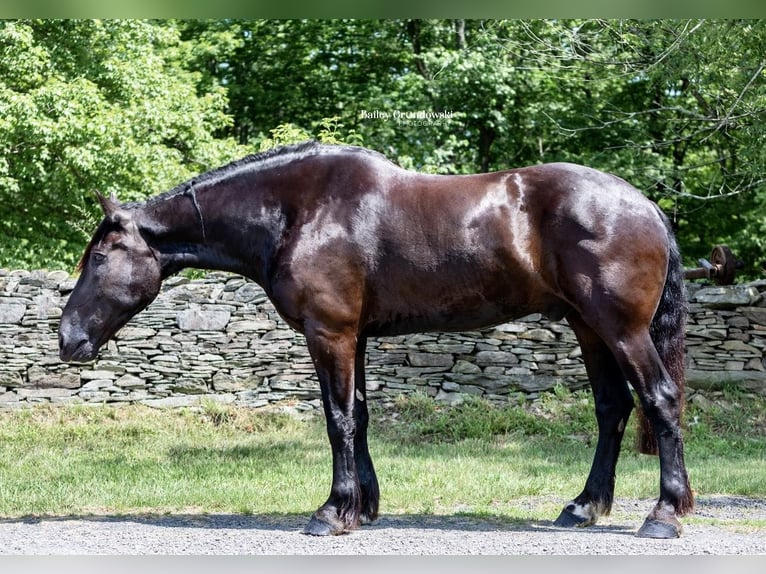 Percherón Caballo castrado 11 años 183 cm Negro in Everett PA