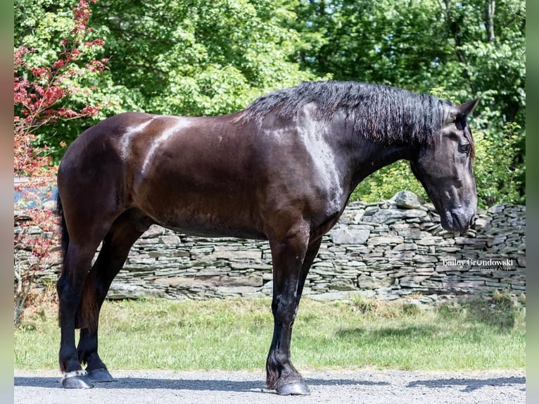 Percherón Caballo castrado 11 años 183 cm Negro in Everett PA