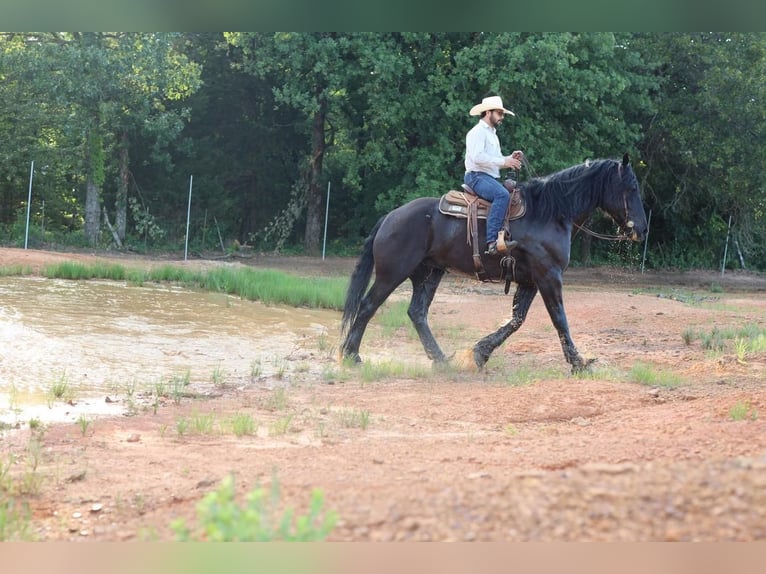 Percherón Mestizo Caballo castrado 11 años Negro in Grand Saline, TX