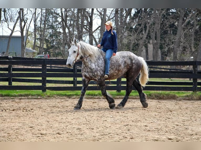 Percherón Caballo castrado 11 años Tordo rodado in Highland MI