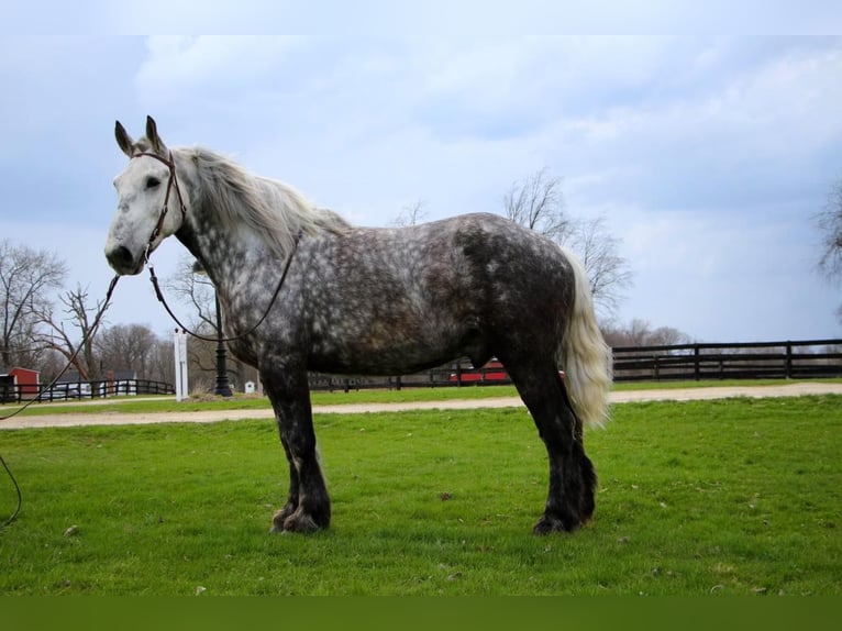 Percherón Caballo castrado 11 años Tordo rodado in Highland MI