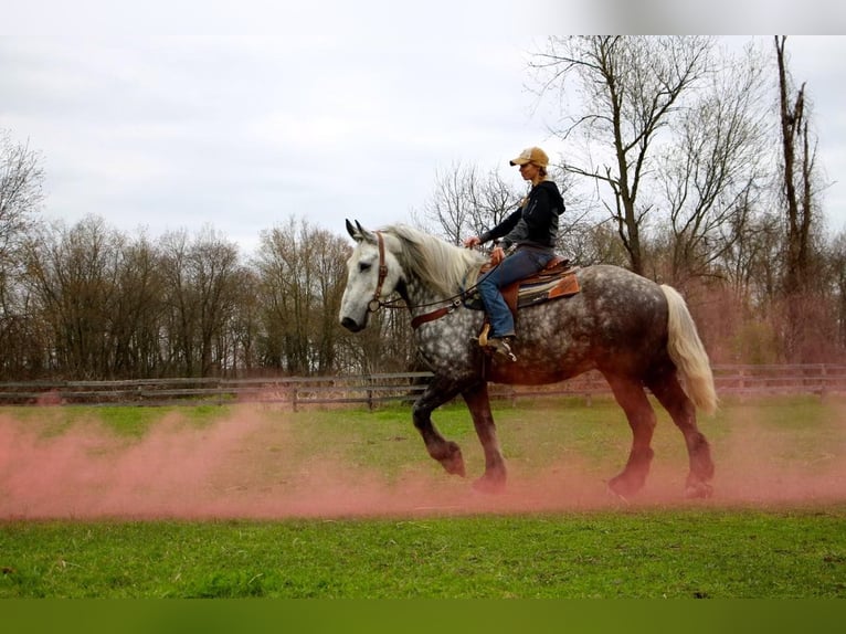 Percherón Caballo castrado 11 años Tordo rodado in Highland MI