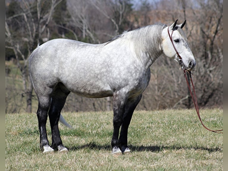 Percherón Caballo castrado 12 años 163 cm Tordo in Mt. Vernon, KY