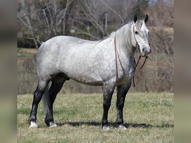 Percherón Caballo castrado 12 años 163 cm Tordo in Mt. Vernon, KY