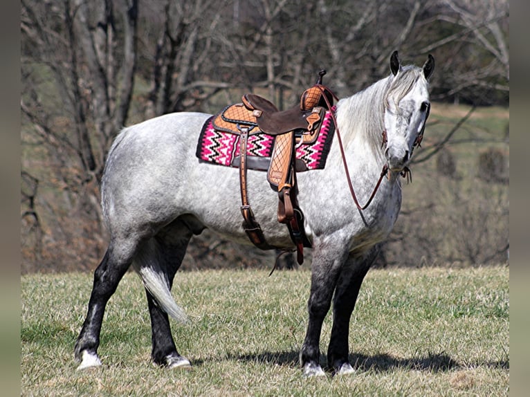 Percherón Caballo castrado 12 años 163 cm Tordo in Mt. Vernon, KY