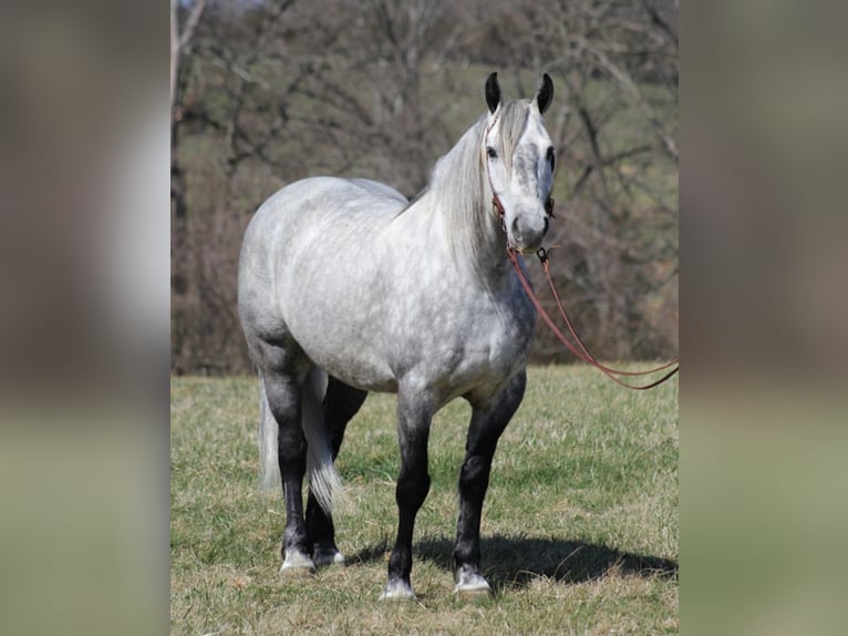 Percherón Caballo castrado 12 años 163 cm Tordo in Mt. Vernon, KY